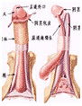 男性不育