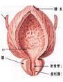 前列腺